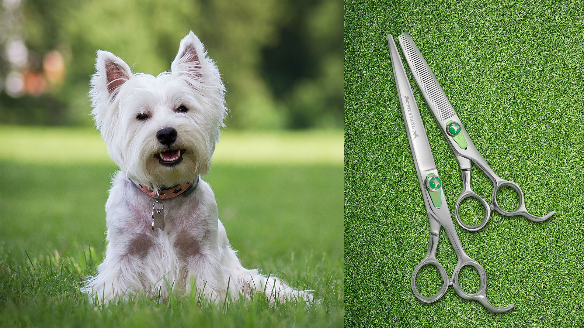 Professional Dog Grooming Shears: Groom Like a Pro