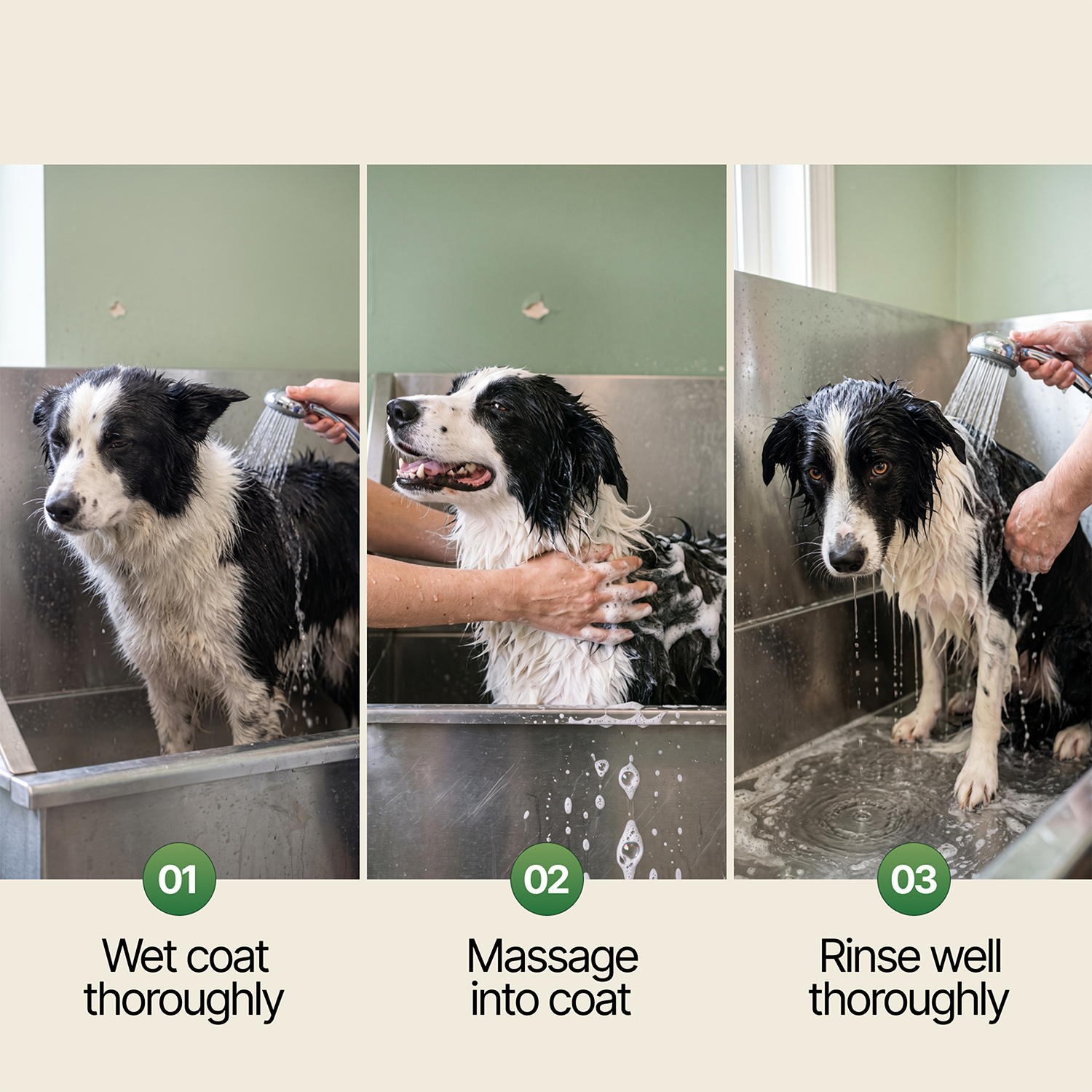 Wetting, massaging, and rinsing a border collie's coat with the Kenchii Soothing Oat Hydration shampoo