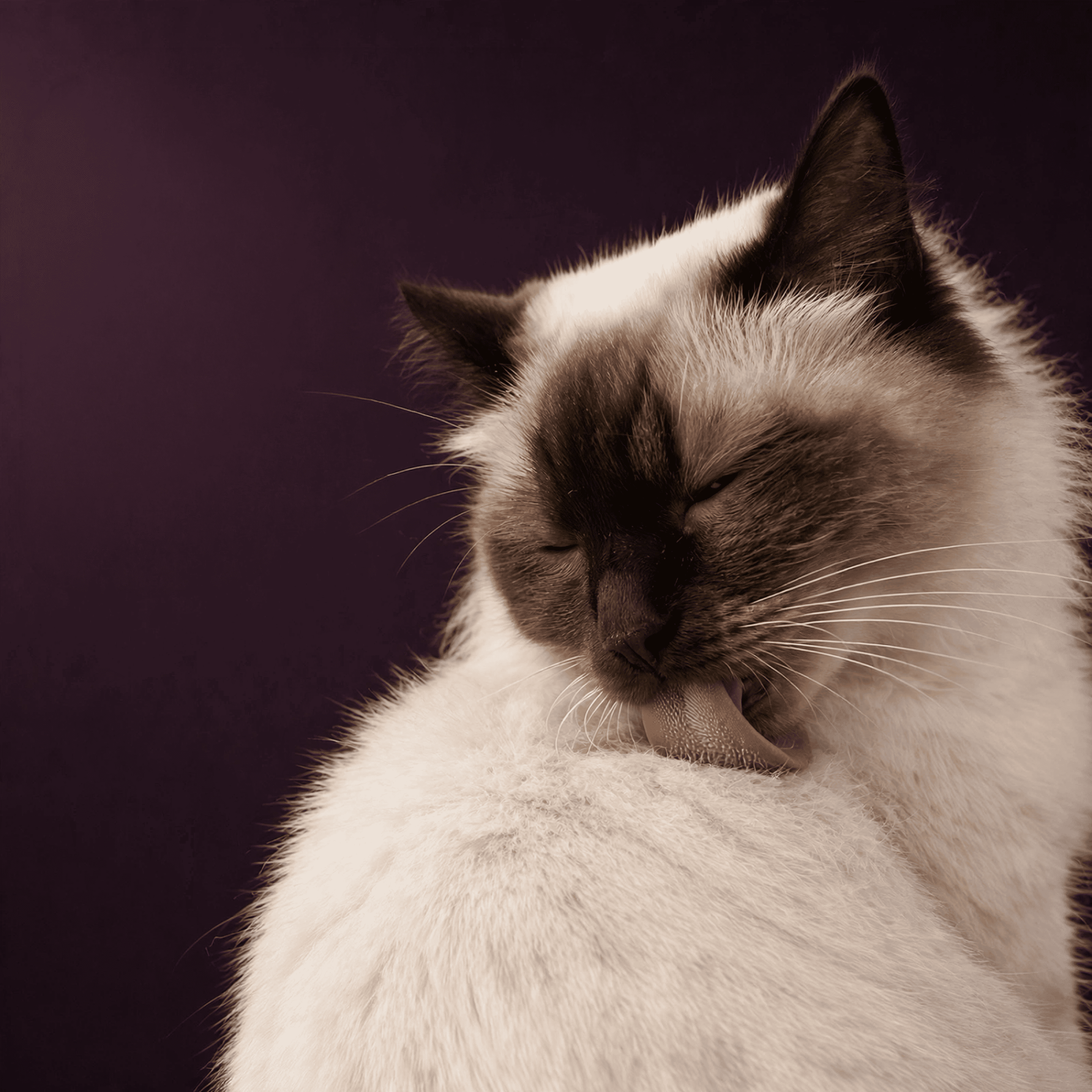 Siamese-pointed cat grooming its own coat