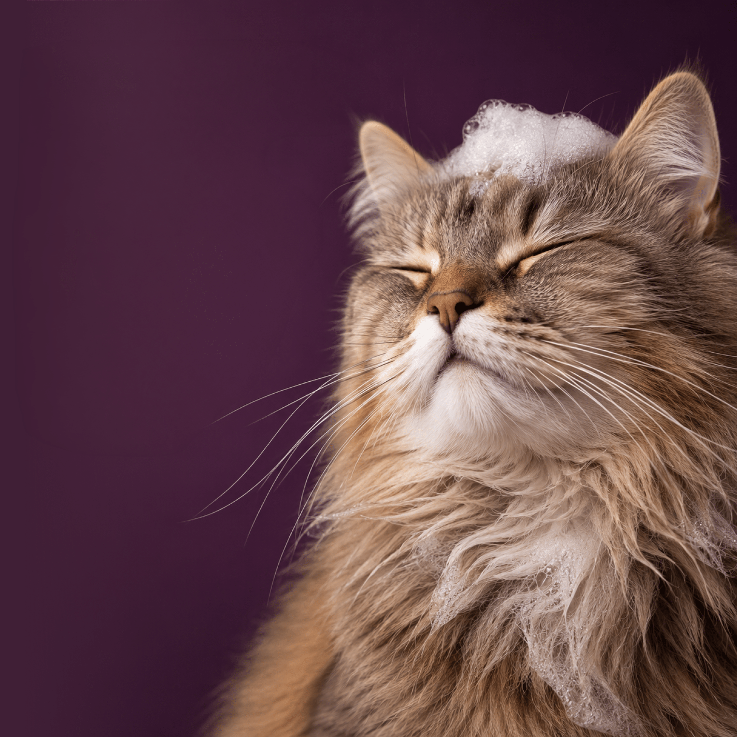Content long-haired cat with light foam on its head and chest