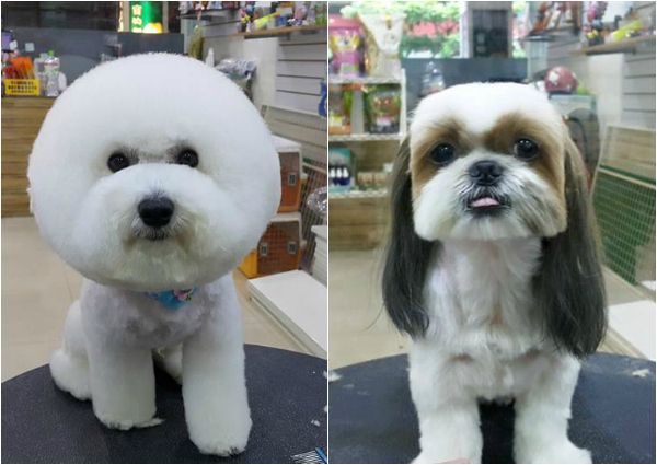 Ajunși afară sân pubertate  5 Unique Grooming Styles For Dogs - Kenchii Grooming