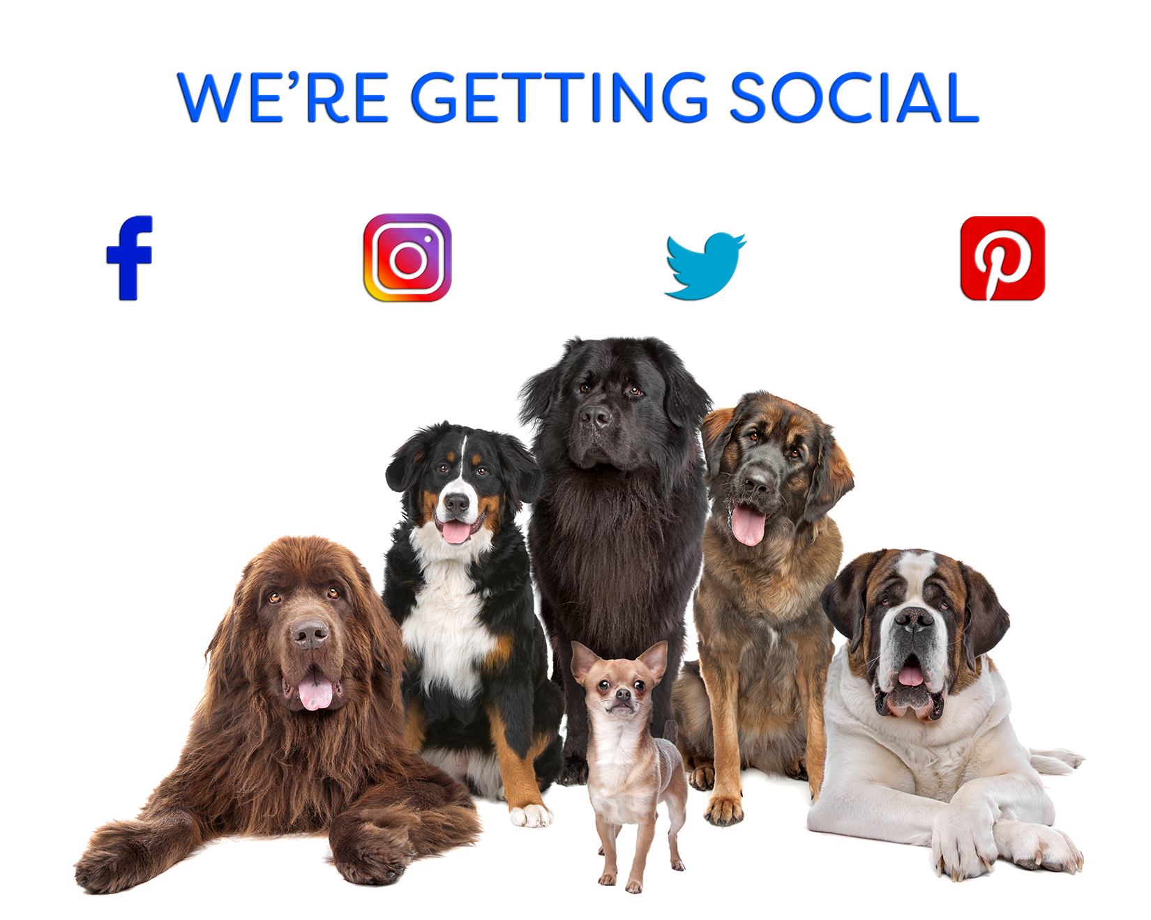 dogs social media