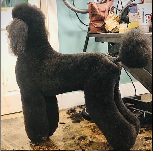 town and country cut poodle