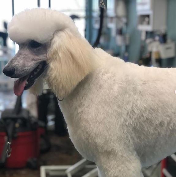 standard poodle short cut