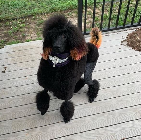 poodle mix haircuts