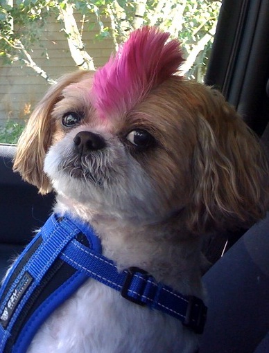 Mohawk dog grooming style 