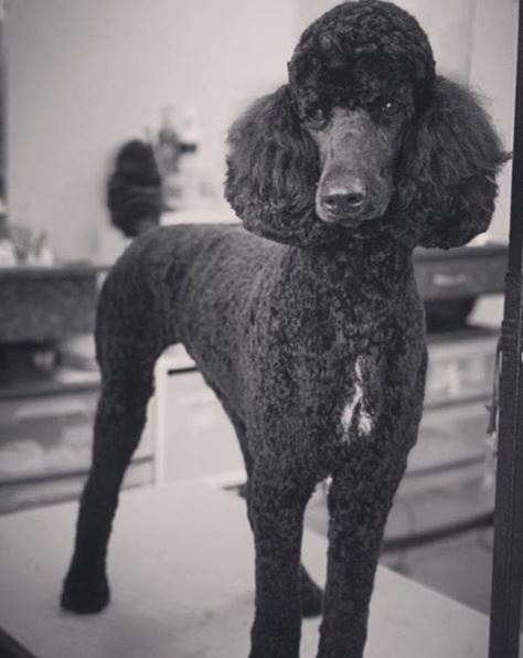 black standard poodle puppy cut