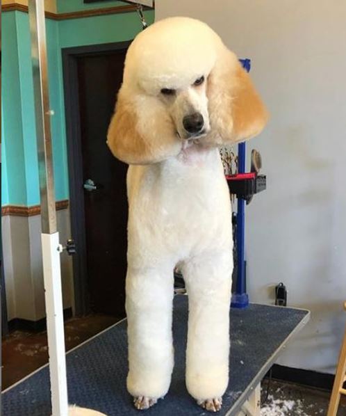 standard poodle with teddy bear cut