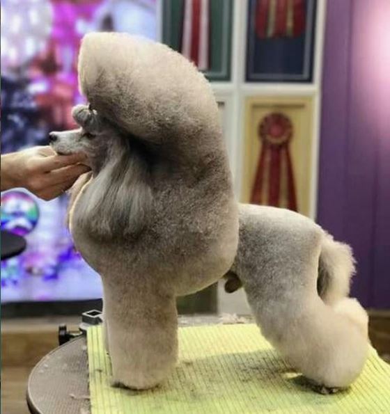 standard poodle with teddy bear cut