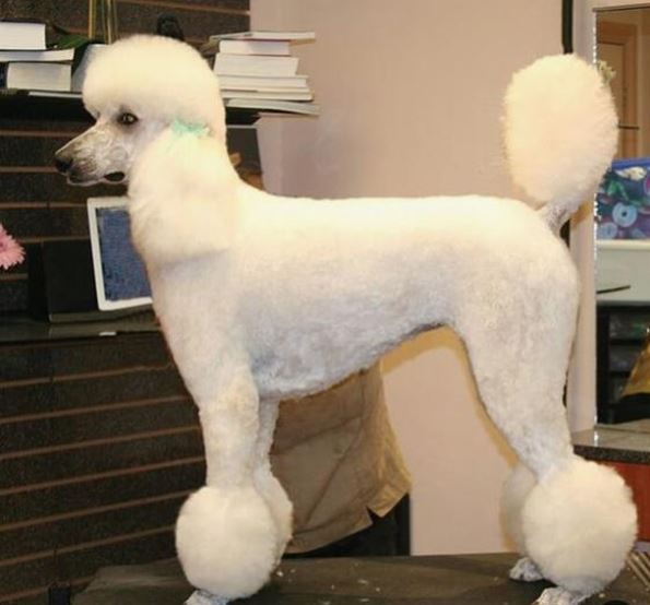 town and country cut poodle