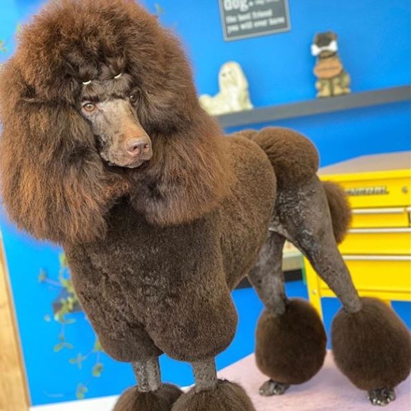 standard poodle lamb cut