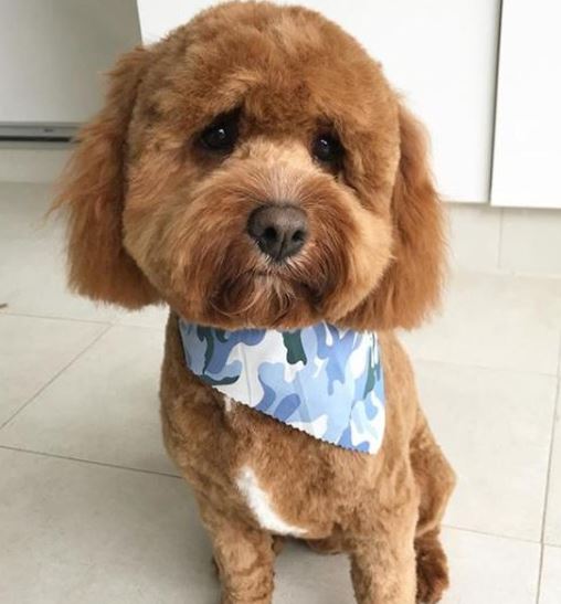 toy poodle bear cut